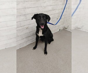 Labrador Retriever-Unknown Mix Dogs for adoption in San Bernardino, CA, USA