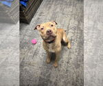 Small #1 Mutt
