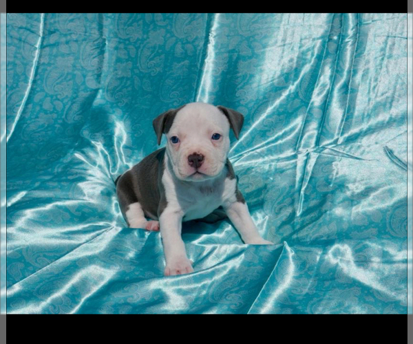 Medium Photo #10 American Bully Puppy For Sale in RICHMOND, VA, USA