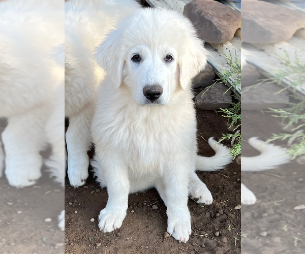Medium Photo #2 Great Pyrenees Puppy For Sale in MONTROSE, CO, USA