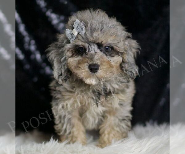 Medium Photo #5 Poodle (Toy) Puppy For Sale in WARSAW, IN, USA