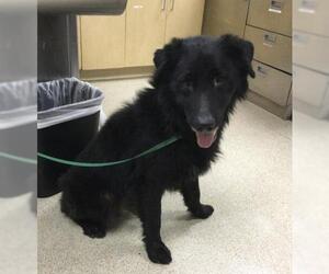 German Shepherd Dog Dogs for adoption in Riverside, CA, USA