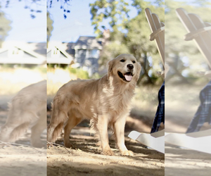 Father of the English Cream Golden Retriever puppies born on 03/22/2025