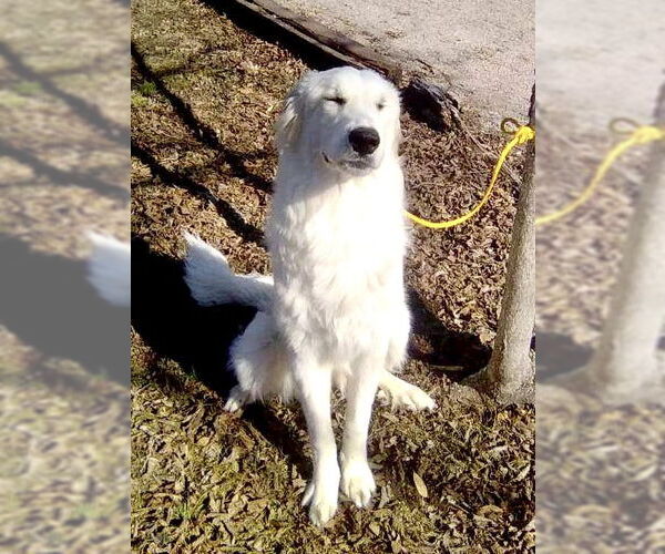 Medium Photo #3 Great Pyrenees Puppy For Sale in Spring, TX, USA