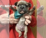 Small Photo #8 French Bulldog Puppy For Sale in WEXFORD, PA, USA