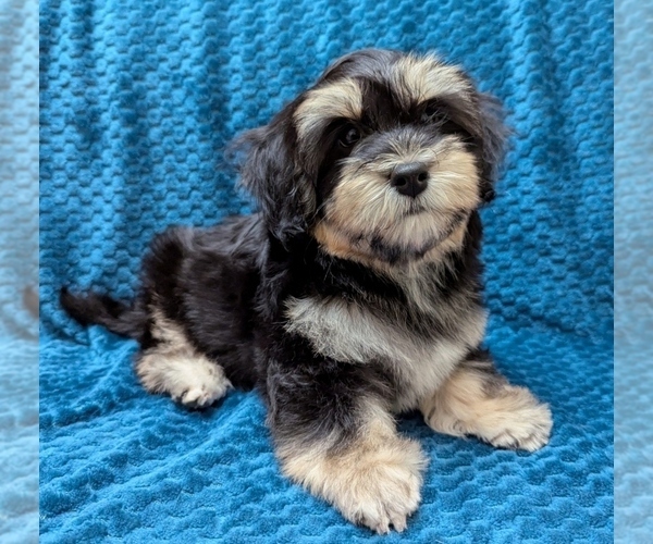 Medium Photo #2 Havanese Puppy For Sale in POST FALLS, ID, USA