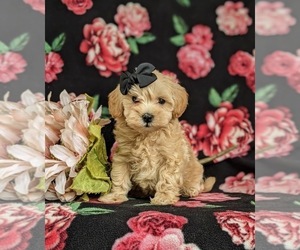 Maltipoo Puppy for sale in ATGLEN, PA, USA