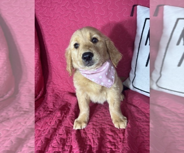Medium Photo #2 Golden Retriever Puppy For Sale in GREENFIELD, IN, USA