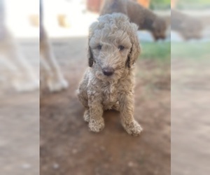 Goldendoodle Puppy for sale in MESA, AZ, USA