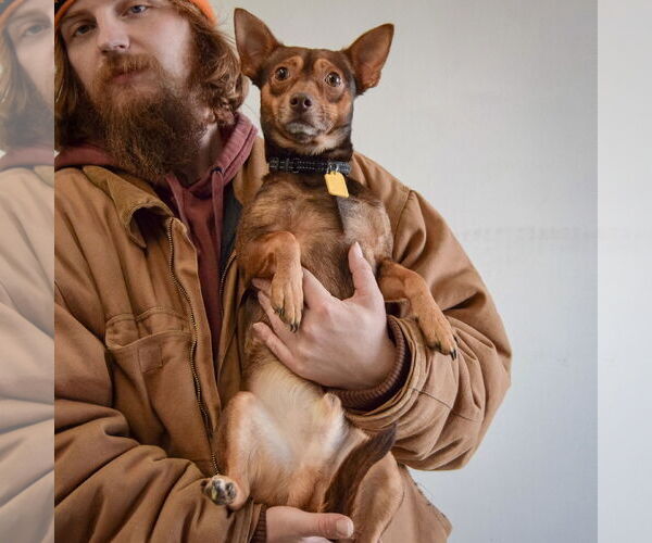 Medium Photo #3 Chipin Puppy For Sale in Huntley, IL, USA