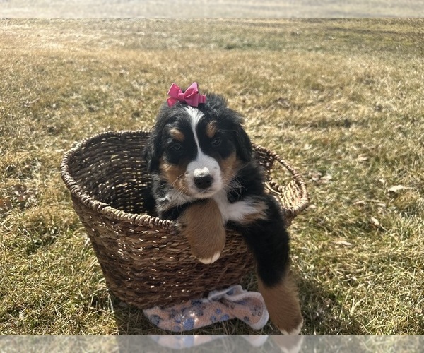 Medium Photo #6 Bernese Mountain Dog Puppy For Sale in ATHENS, WI, USA