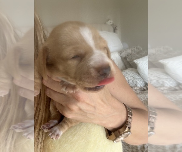 Medium Photo #5 Dachshund Puppy For Sale in SAN DIEGO, CA, USA