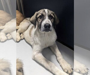 Great Pyrenees-Unknown Mix Dogs for adoption in Andover, MN, USA