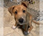 Small Photo #6 Sheprador Puppy For Sale in Redmond, WA, USA