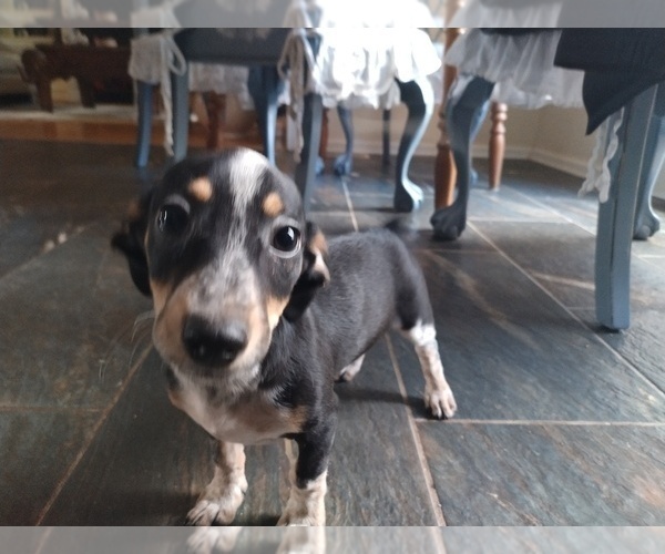 Medium Photo #1 Chiweenie-Dachshund Mix Puppy For Sale in CANTON, GA, USA