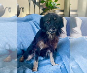 Pomeranian-Unknown Mix Dogs for adoption in Rockaway, NJ, USA