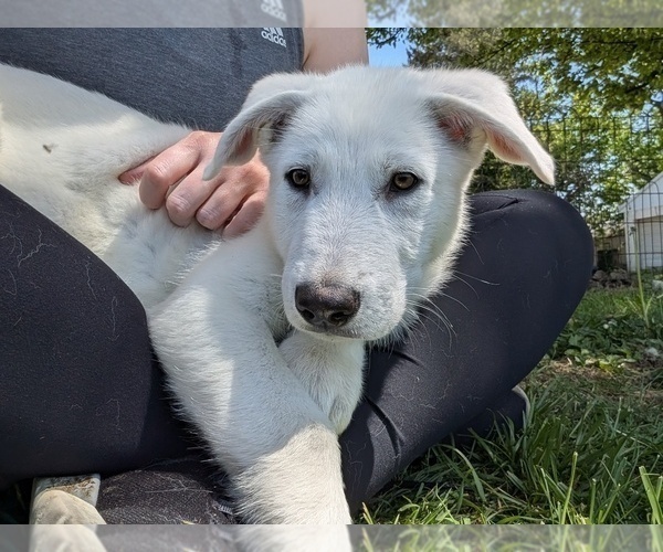 Medium Photo #5 Alaskan Malamute-German Shepherd Dog Mix Puppy For Sale in WAYNESBORO, PA, USA