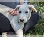 Small #3 Alaskan Malamute-German Shepherd Dog Mix