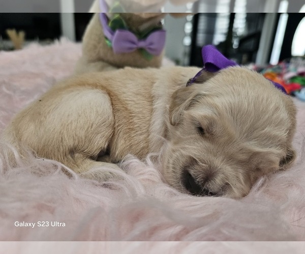 Medium Photo #10 Golden Retriever Puppy For Sale in ORLANDO, FL, USA