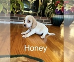 Puppy Honey Beagle