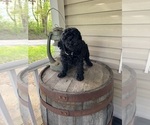 Small #1 Goldendoodle (Miniature)