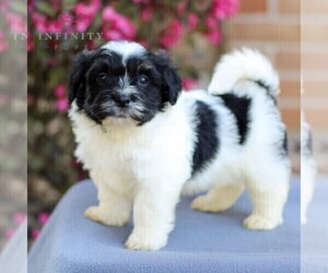 Havanese Puppy for Sale in NEWMANSTOWN, Pennsylvania USA