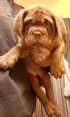 Dogue de Bordeaux Puppy for sale in HURLOCK, MD, USA
