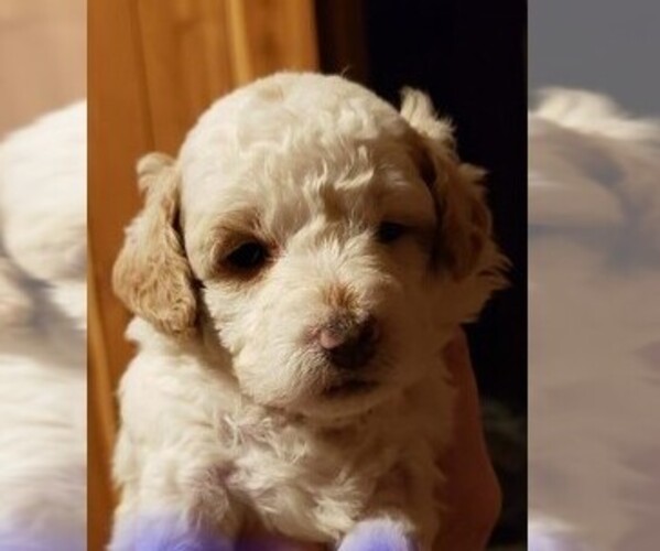 Medium Photo #1 Goldendoodle (Miniature) Puppy For Sale in ELIZABETHTOWN, IL, USA