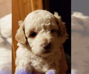 Goldendoodle (Miniature) Puppy for Sale in ELIZABETHTOWN, Illinois USA