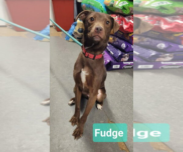 Medium Photo #1 Mutt Puppy For Sale in Richmond, IN, USA