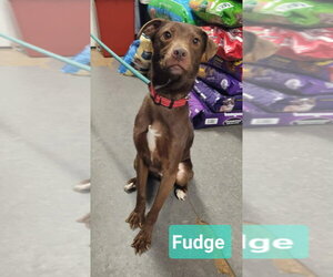 Mutt Dogs for adoption in Richmond, IN, USA