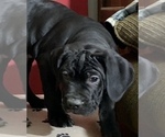 Small Photo #33 Cane Corso Puppy For Sale in COTTAGE GROVE, OR, USA