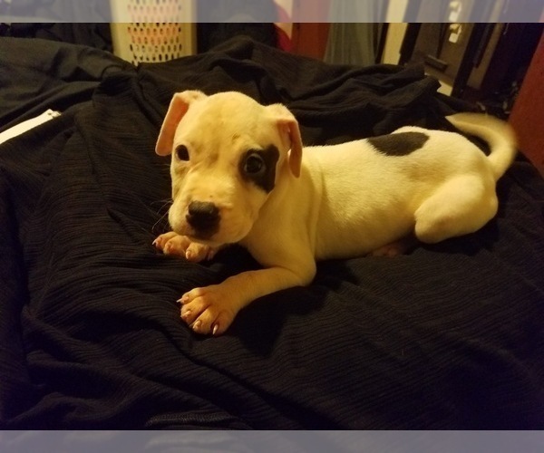 Medium Photo #4 American Pit Bull Terrier Puppy For Sale in BUFFALO, NY, USA