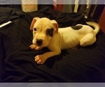 Small Photo #4 American Pit Bull Terrier Puppy For Sale in BUFFALO, NY, USA
