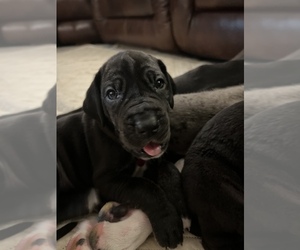 Great Dane Puppy for sale in MARICOPA, AZ, USA