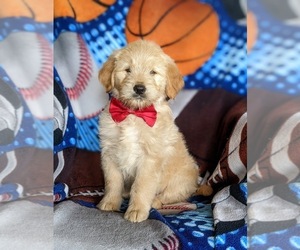Goldendoodle (Miniature) Puppy for sale in STEWARTSTOWN, PA, USA