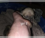 Small #3 French Bulldog