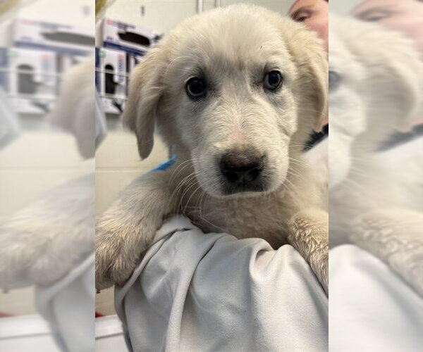 Medium Photo #1 Pyrenees Husky Puppy For Sale in Pueblo, CO, USA