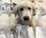 Small Pyrenees Husky
