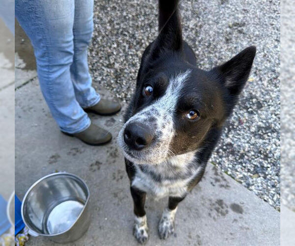 Medium Photo #1 Border Collie-Unknown Mix Puppy For Sale in Petaluma, CA, USA