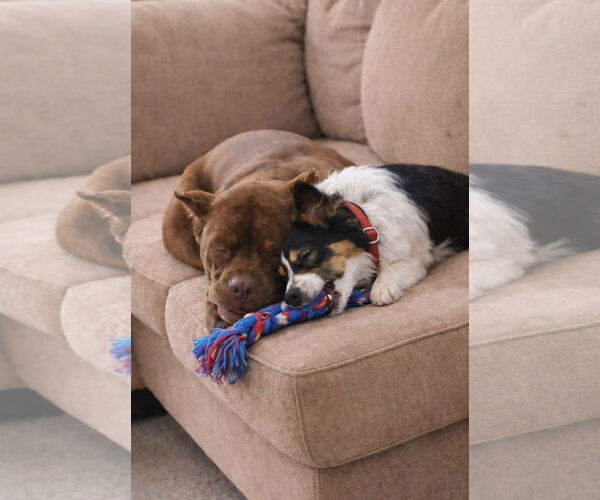 Medium Photo #2 Mutt Puppy For Sale in Euless, TX, USA