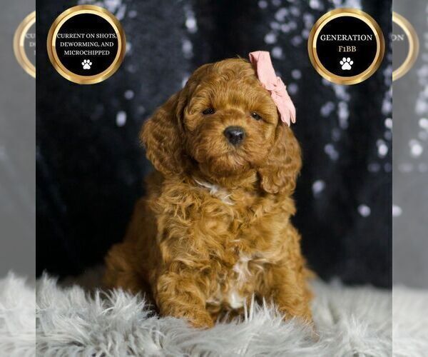 Medium Photo #1 Goldendoodle (Miniature) Puppy For Sale in WARSAW, IN, USA