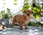 Image preview for Ad Listing. Nickname: Litter of 6