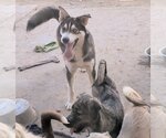 Small Photo #3 Siberian Husky Puppy For Sale in Pena Blanca, NM, USA