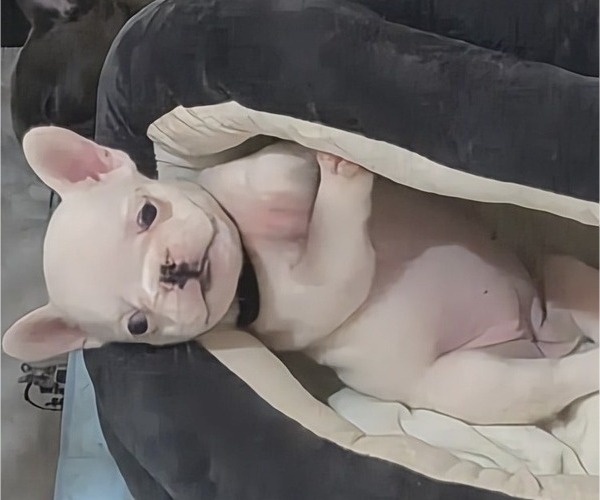 Medium Photo #1 French Bulldog Puppy For Sale in EAST ORANGE, NJ, USA