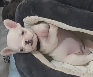 French Bulldog Puppy for sale in EAST ORANGE, NJ, USA