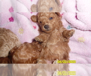 Poodle (Toy) Puppy for sale in DULUTH, GA, USA
