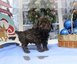 Small Photo #25 Poodle (Toy) Puppy For Sale in CHANUTE, KS, USA