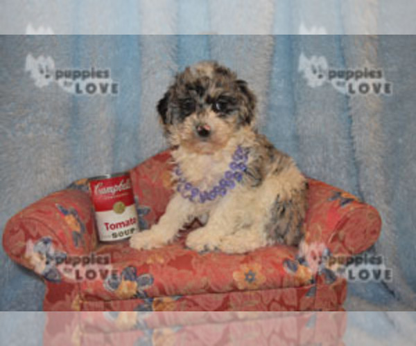 Medium Photo #17 Aussiedoodle-Poodle (Toy) Mix Puppy For Sale in SANGER, TX, USA