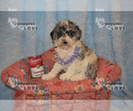Small Photo #17 Aussiedoodle-Poodle (Toy) Mix Puppy For Sale in SANGER, TX, USA